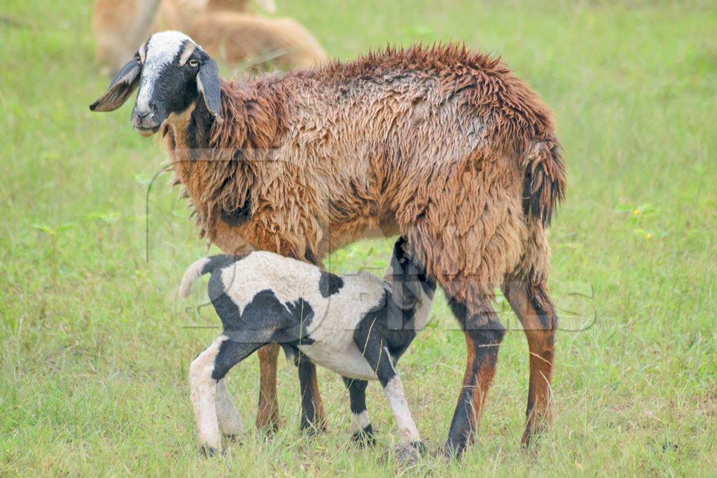 Mother and baby lamb suckling and herd of sheep in a field