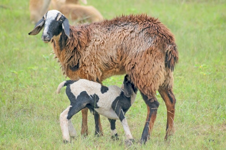 Mother and baby lamb suckling and herd of sheep in a field