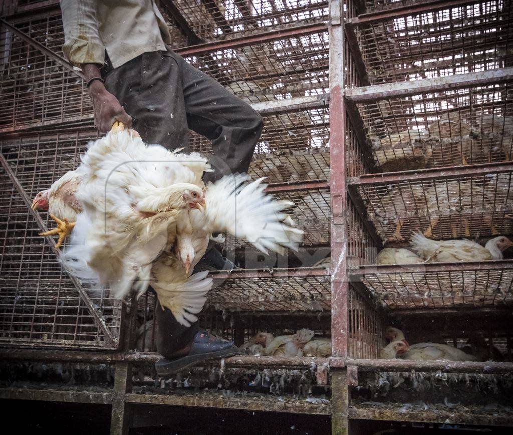 Broiler chickens raised for meat being unloaded from transport trucks near Crawford meat market in Mumbai