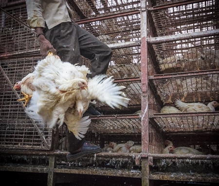 Broiler chickens raised for meat being unloaded from transport trucks near Crawford meat market in Mumbai