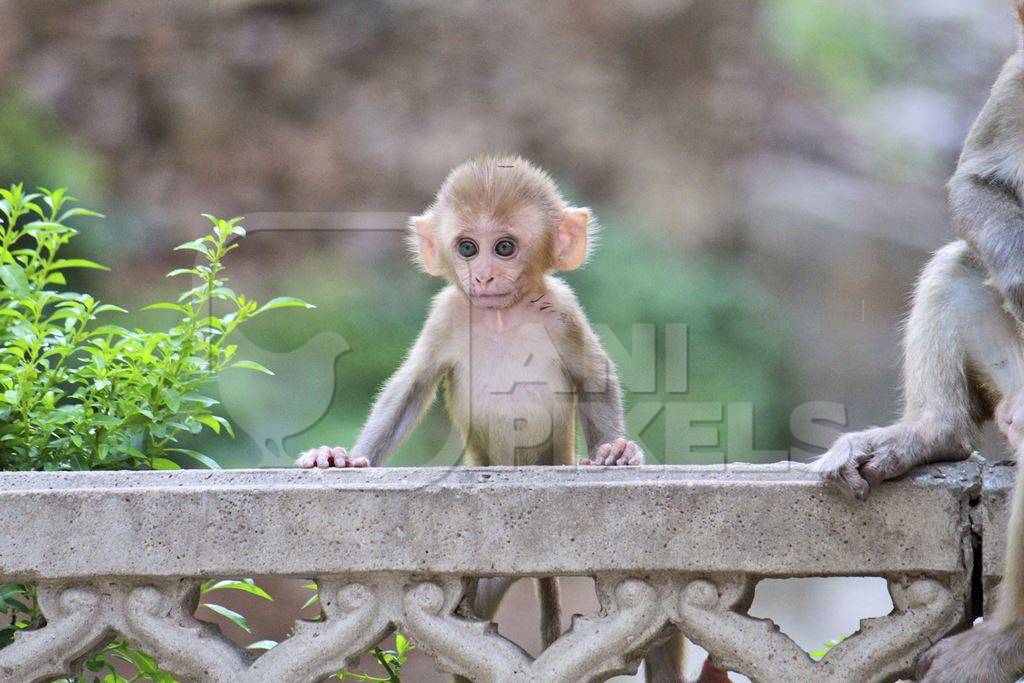 Small cute baby monkey leaning on wall