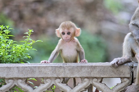 Small cute baby monkey leaning on wall