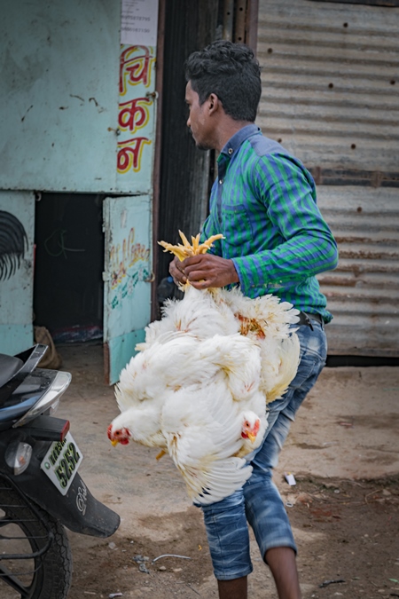 A worker transports a bunch of broiler chickens upside down from a motorbike to a chicken meat shop, Maharashtra, India, 2016