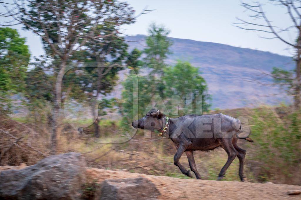 Indian buffaloes from a buffalo dairy farm walking along a path in a village in rural Maharashtra, India