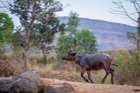 Indian buffaloes from a buffalo dairy farm walking along a path in a village in rural Maharashtra, India