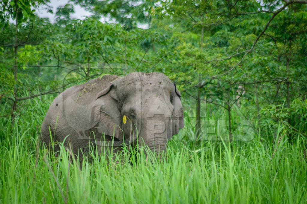 Wild elephant in the green grass of Kaziranga National Park in Assam