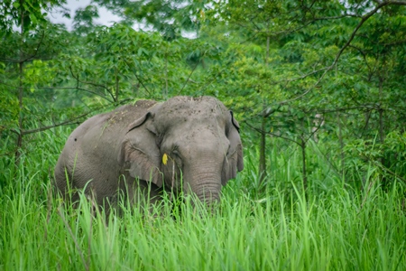 Wild elephant in the green grass of Kaziranga National Park in Assam