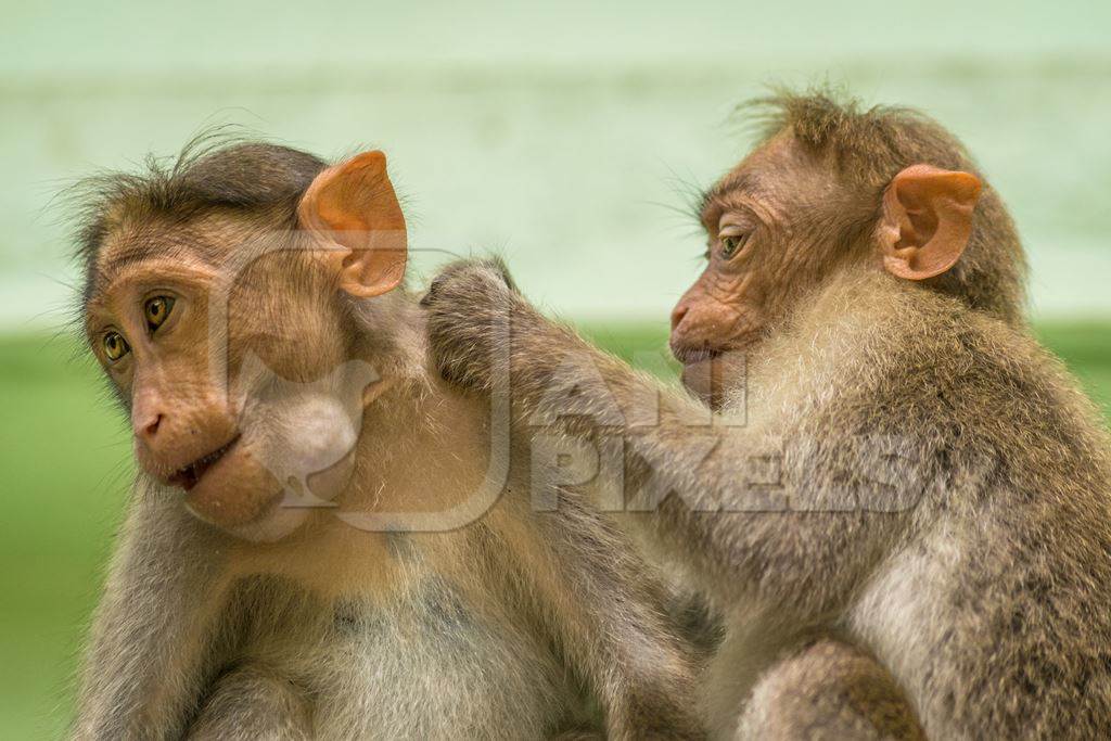 Two cute macaque monkeys sitting together with green background in Kerala