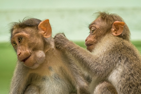 Two cute macaque monkeys sitting together with green background in Kerala