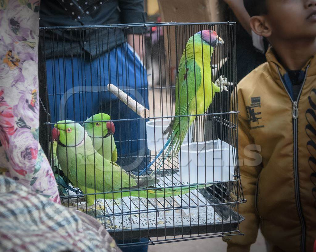 Indian parakeets in cages on sale illegally as pets at Kabootar market in Delhi, India, 2022, in contravention of the Wildlife Protection Act, 1972