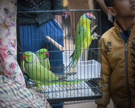 Indian parakeets in cages on sale illegally as pets at Kabootar market in Delhi, India, 2022, in contravention of the Wildlife Protection Act, 1972