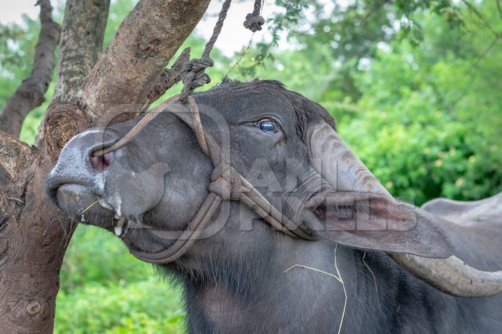 Large Indian male buffalo bull tied up to to a tree crying in pain from the nose rope on Indian buffalo dairy farm in Pune, India