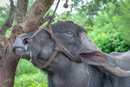 Large Indian male buffalo bull tied up to to a tree crying in pain from the nose rope on Indian buffalo dairy farm in Pune, India