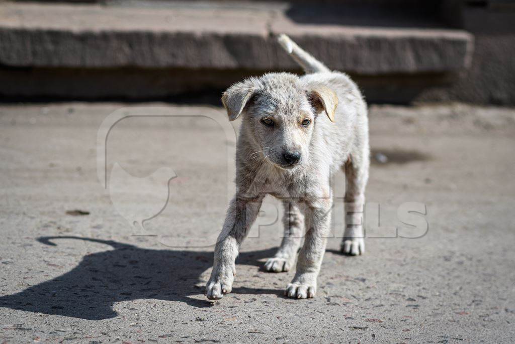 Small white Indian street dog puppy or stray pariah dog puppywith skin infection in the urban city of Jodhpur, India, 2022