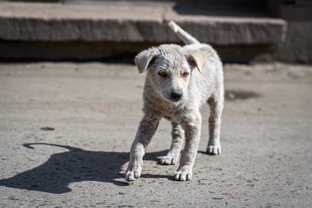 Small white Indian street dog puppy or stray pariah dog puppywith skin infection in the urban city of Jodhpur, India, 2022