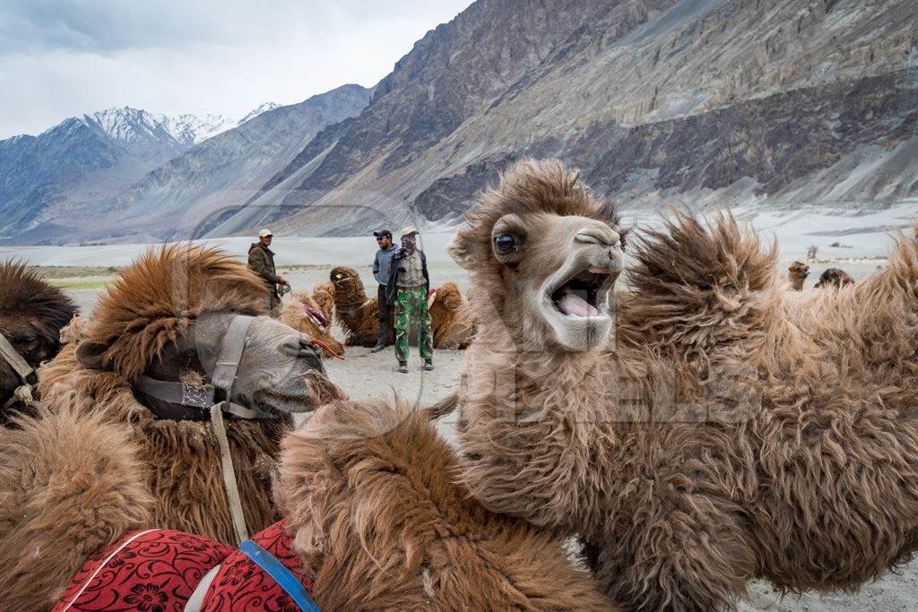 Baby bactrian camel bellowing and in the background camels harnessed ready for tourist animal rides at Pangong Lake in Ladakh