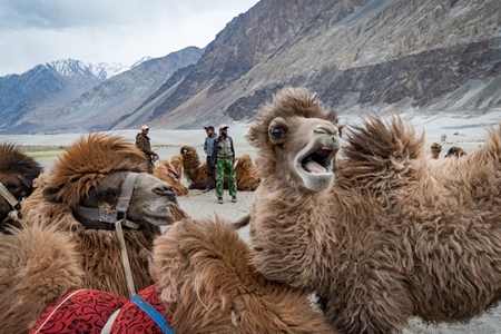 Baby bactrian camel bellowing and in the background camels harnessed ready for tourist animal rides at Pangong Lake in Ladakh