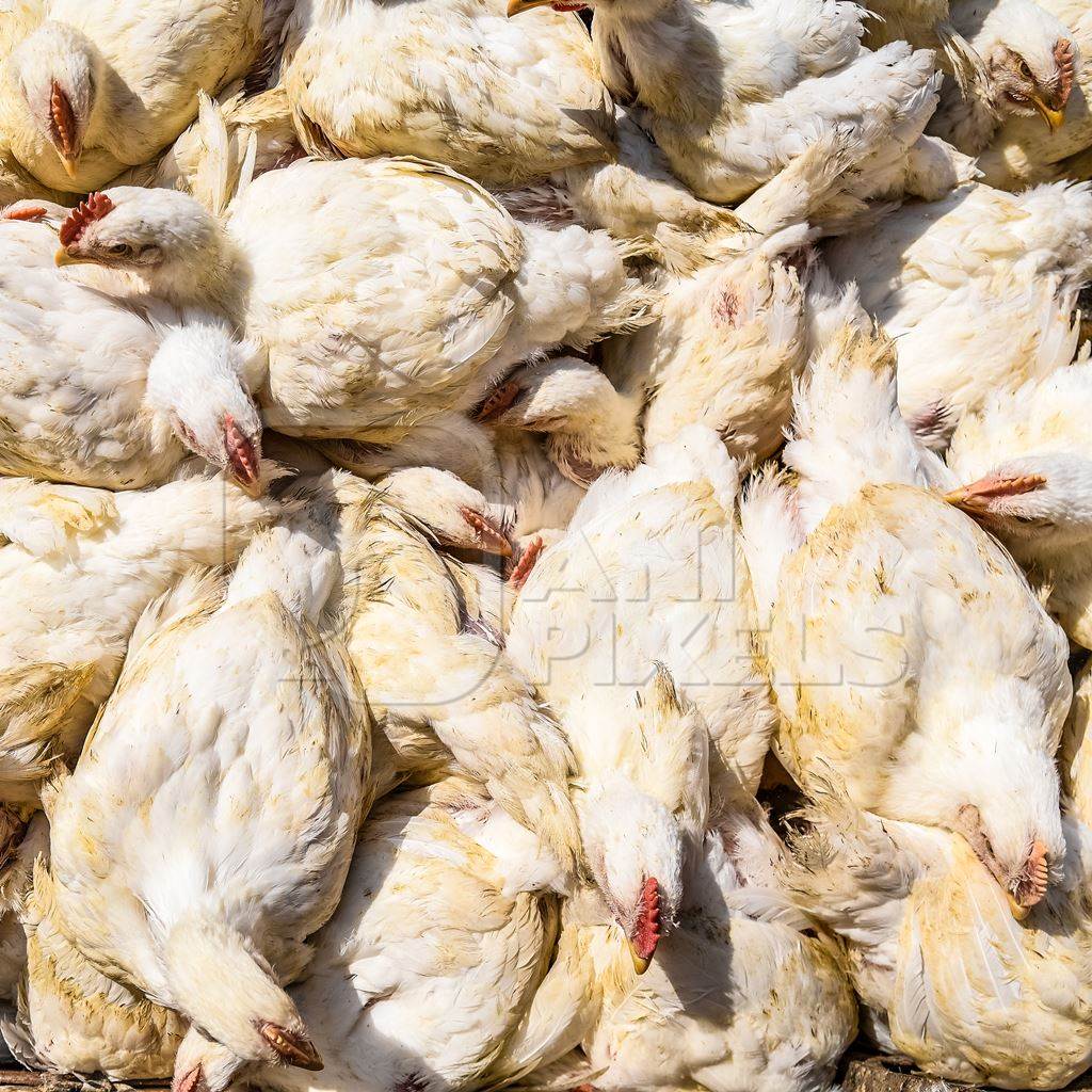 Top view of Indian broiler chickens at Ghazipur murga mandi, Ghazipur, Delhi, India, 2022