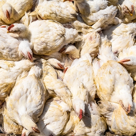Top view of Indian broiler chickens at Ghazipur murga mandi, Ghazipur, Delhi, India, 2022