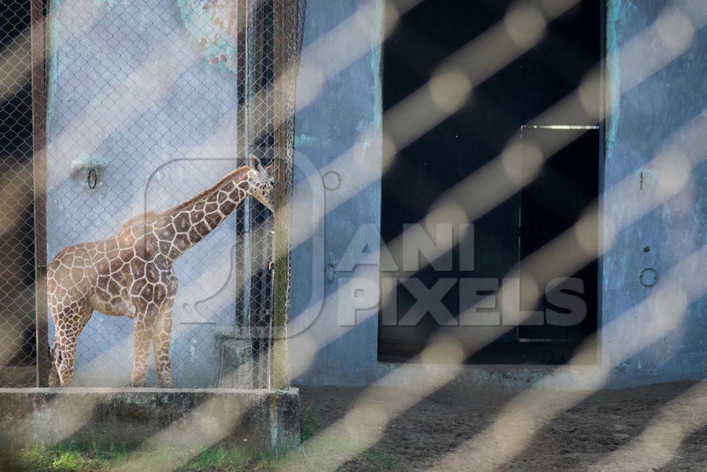 Giraffes in enclosures in Sanjay Gandhi Jaivik Udyan zoo