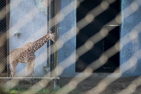 Giraffes in enclosures in Sanjay Gandhi Jaivik Udyan zoo