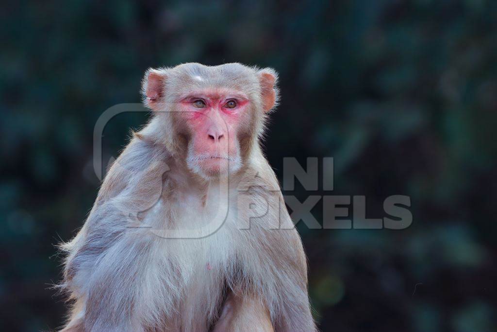 Photo of one Indian macaque monkey with dark background in India