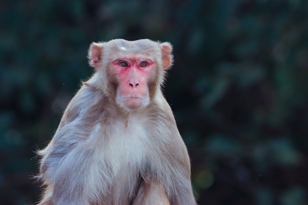 Photo of one Indian macaque monkey with dark background in India