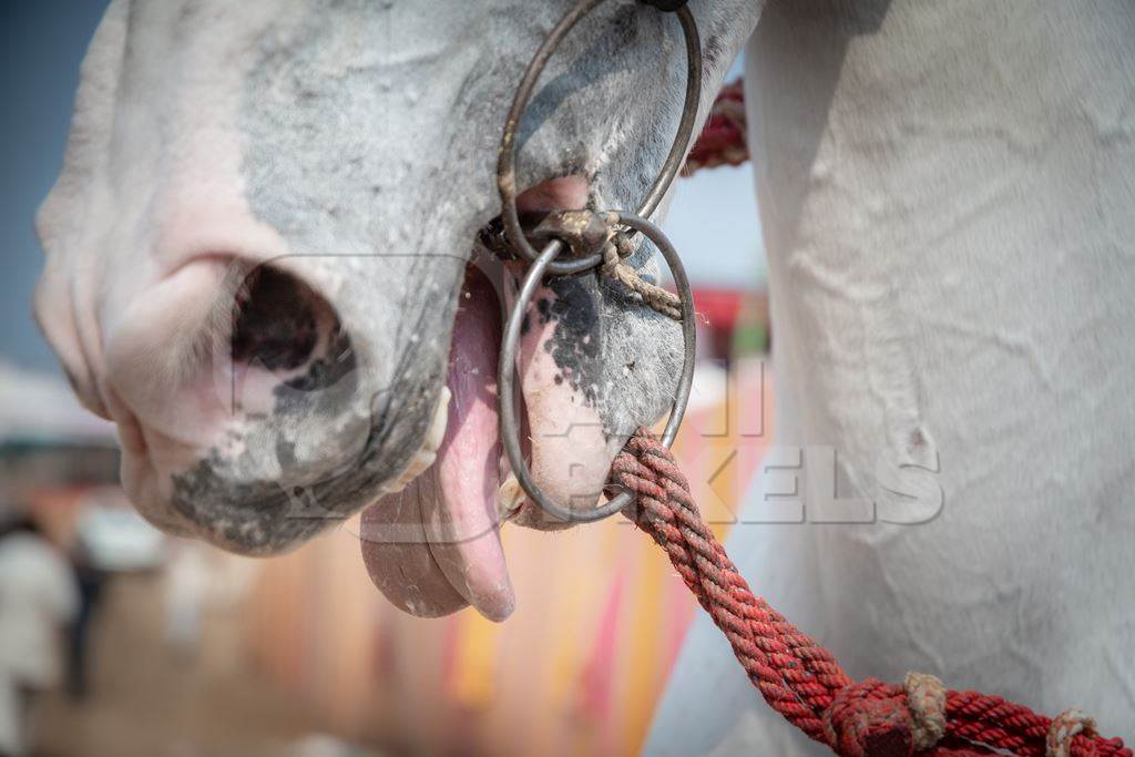 Close up of horses mouth with bit at Pushkar Camel Fair, Rajasthan, India, 2018