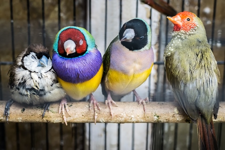 Colourful exotic finch birds on perch in cage on sale at Crawford pet market