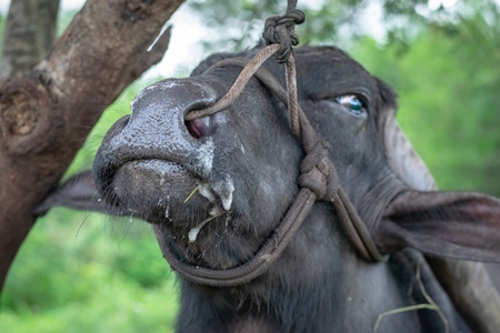 Large Indian male buffalo bull tied up to to a tree crying in pain from the nose rope on Indian buffalo dairy farm in Pune, India