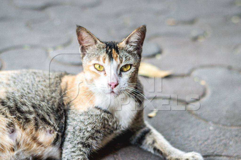 Tortoiseshell and white multicoloured street cat on street in Mumbai