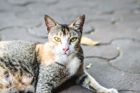 Tortoiseshell and white multicoloured street cat on street in Mumbai