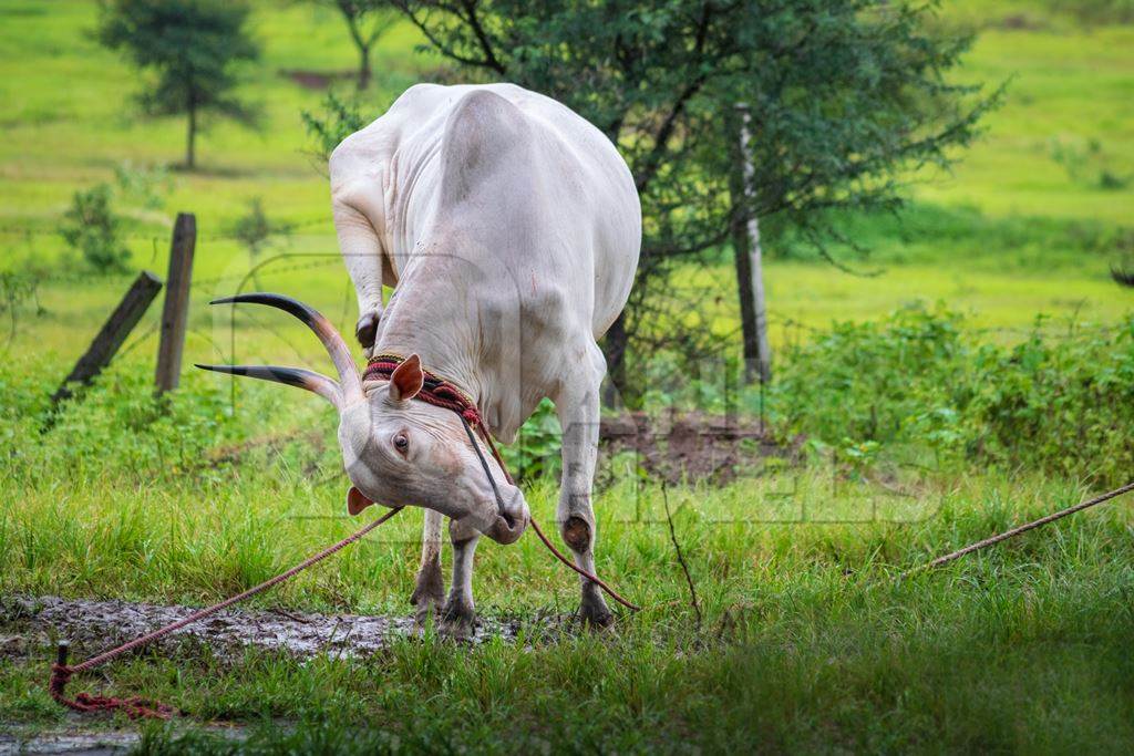 Working bullocks tied up with nose ropes in green field likely Khillari breed of cattle