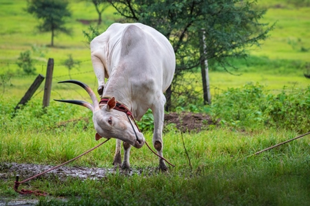 Working bullocks tied up with nose ropes in green field likely Khillari breed of cattle