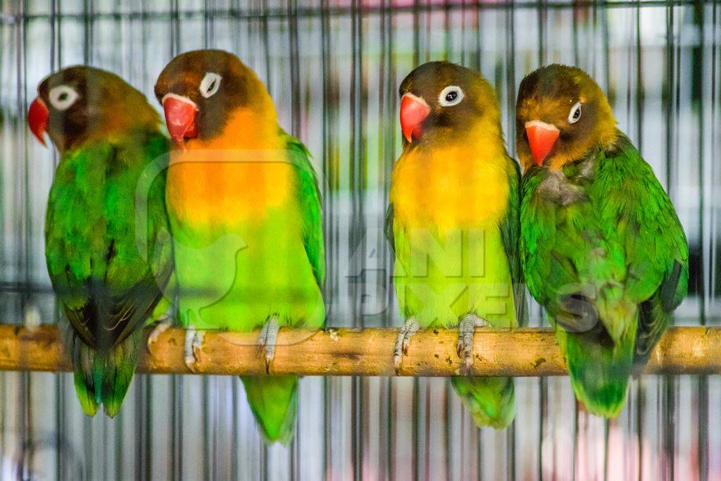 Green and yellow lovebirds with red beaks sitting on perch in cage on sale at Crawford pet market