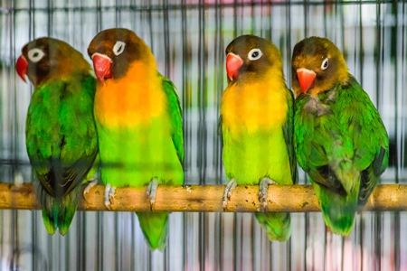 Green and yellow lovebirds with red beaks sitting on perch in cage on sale at Crawford pet market