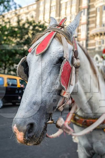 Close up of head of grey horse used for tourist carriage rides in Mumbai