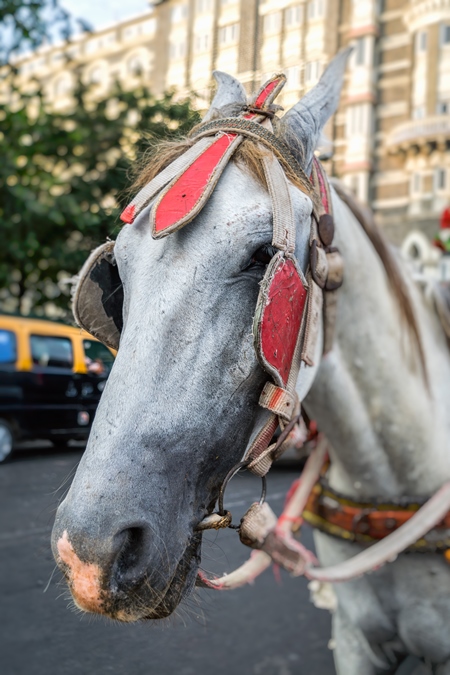 Close up of head of grey horse used for tourist carriage rides in Mumbai