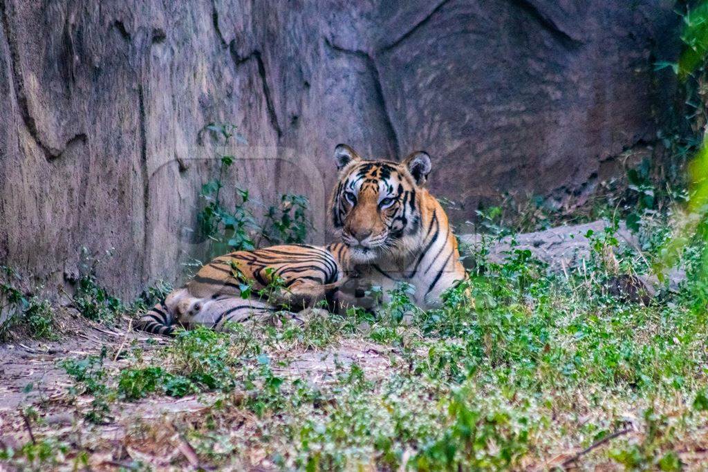 Tiger sitting in its enclosure with wall at Rajiv Gandhi zoo at Katraj in Pune