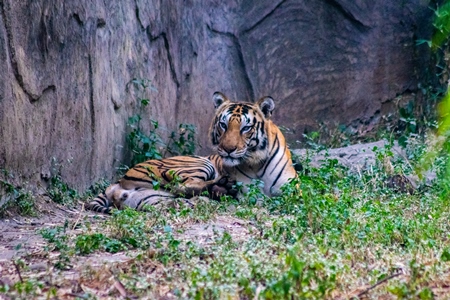 Tiger sitting in its enclosure with wall at Rajiv Gandhi zoo at Katraj in Pune