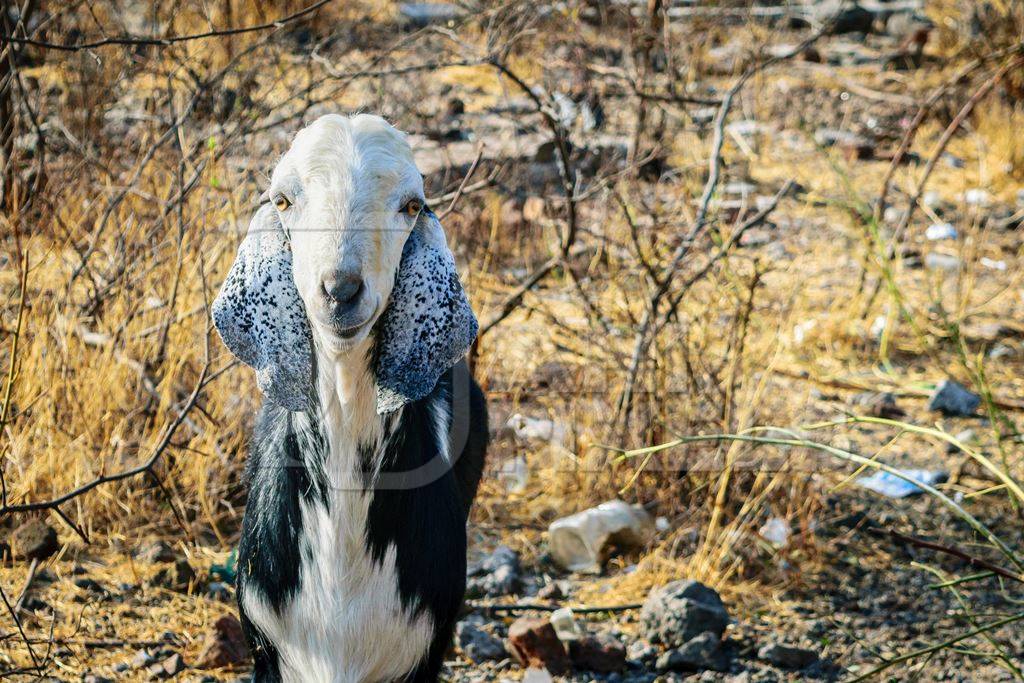 Goat on wasteground in an urban city