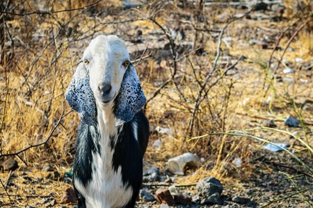 Goat on wasteground in an urban city