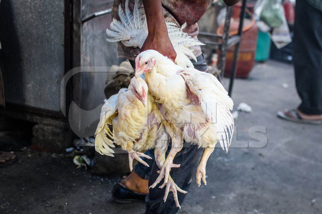Indian chickens at a small chicken shop in Nizamuddin, Delhi, India, 2023