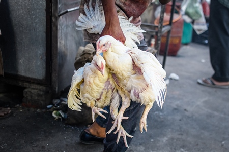 Indian chickens at a small chicken shop in Nizamuddin, Delhi, India, 2023