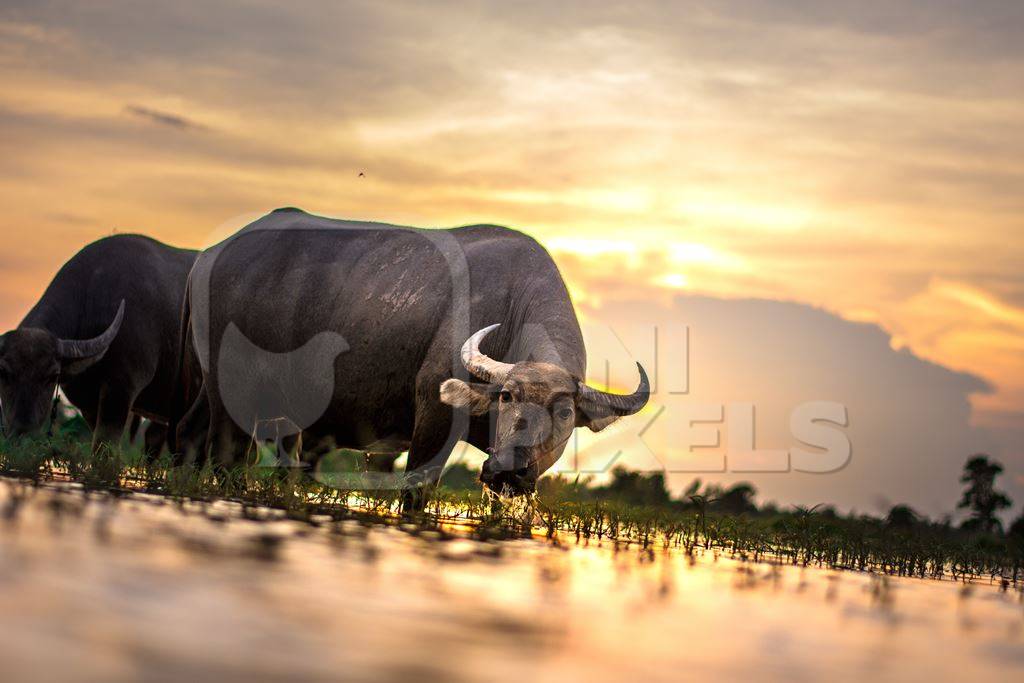 Water buffalo in a lake with golden sunlight backround