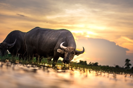 Water buffalo in a lake with golden sunlight backround