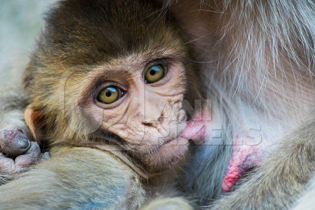Small cute baby macaque monkey suckling from its mother at Galta Ji monkey temple in Rajasthan