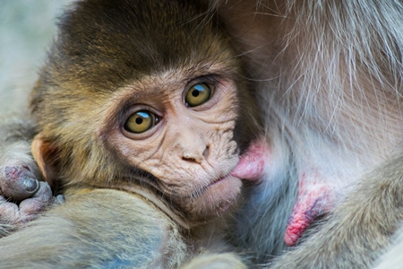 Small cute baby macaque monkey suckling from its mother at Galta Ji monkey temple in Rajasthan