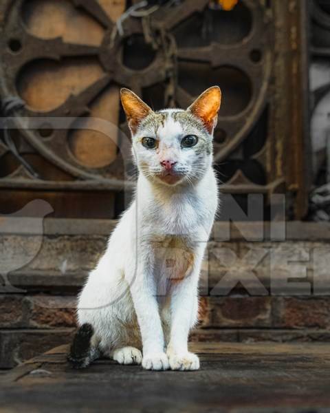 Indian street cat or stray cat inside a meat market in Kolkata, India, 2022