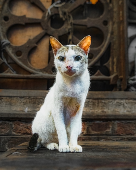Indian street cat or stray cat inside a meat market in Kolkata, India, 2022